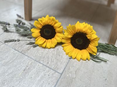 Meine-Doro Sonnenblumen