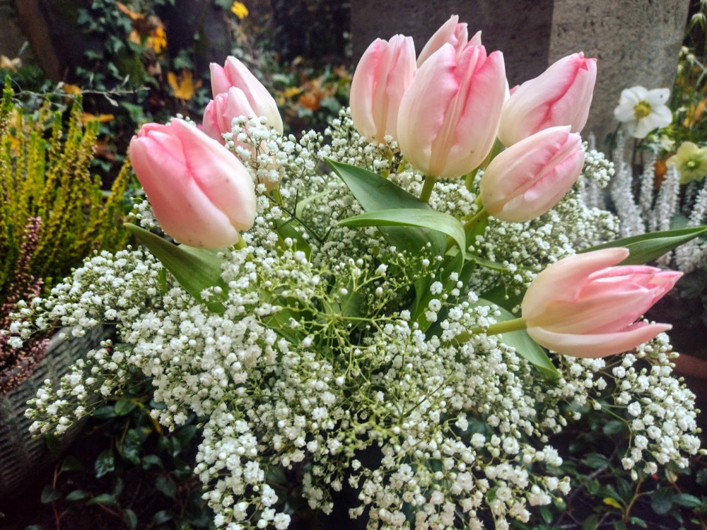 Meine-Doro, Blumen
