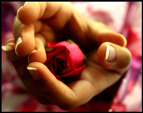 Meine-Doro Rose in Hand